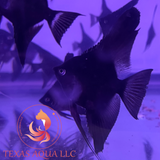 BLACK ANGELFISH