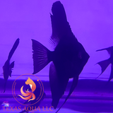 BLACK ANGELFISH