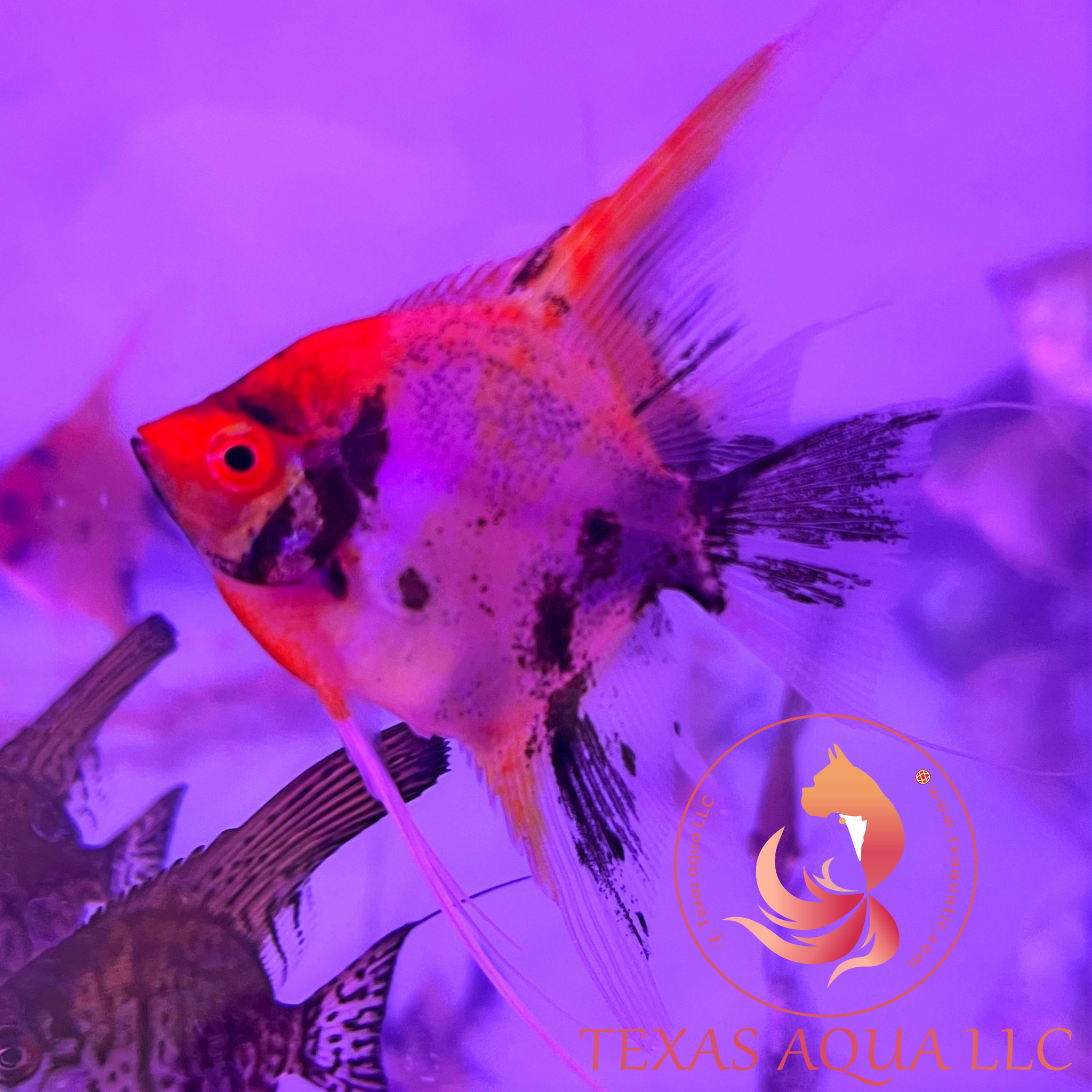 Red devil 2024 angelfish for sale