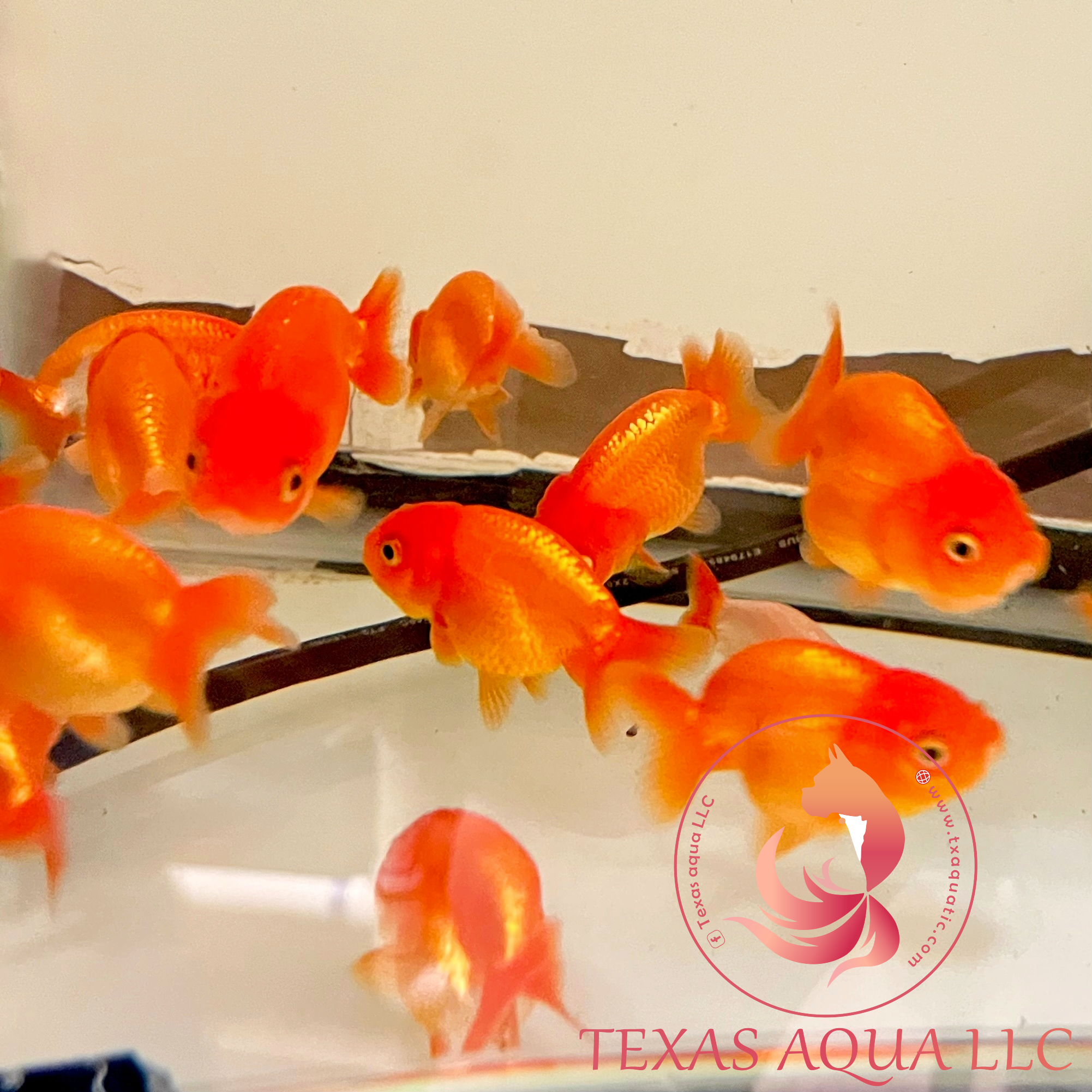 LION HEAD RANCHU – Texas Aqua LLC