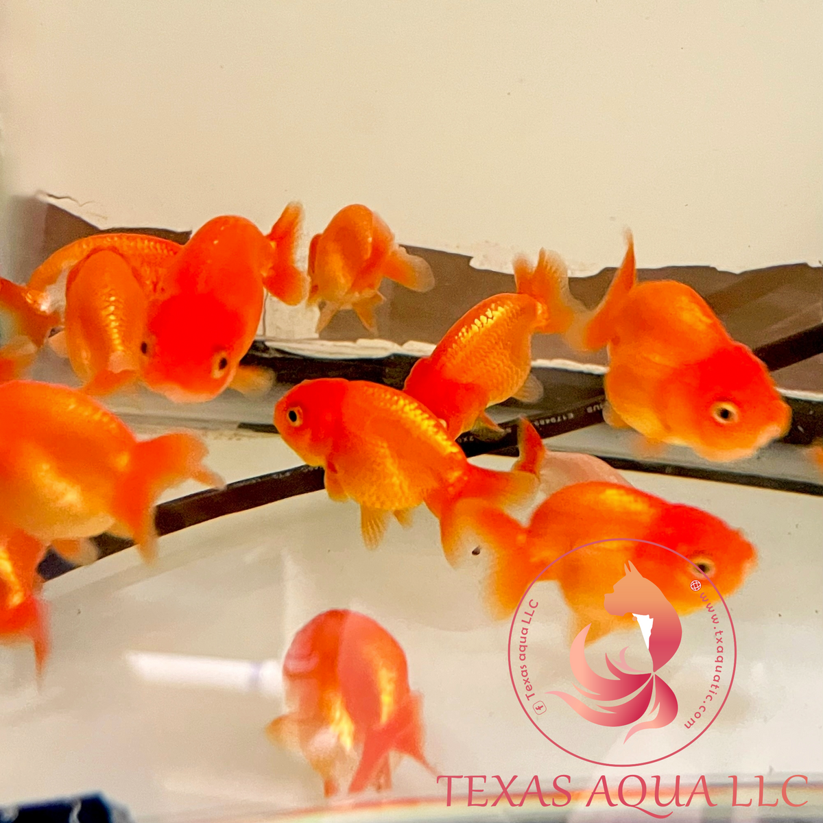 Small Rancho Fish LION HEAD RANCHU – Texas Aqua LLC