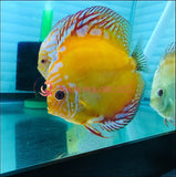 9 PACK ASSORT DISCUS