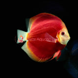 RED NINJA DISCUS