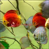 RED NINJA DISCUS