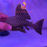 L330 PLECO