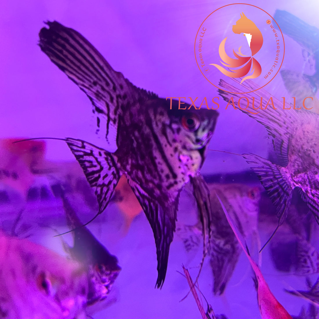 LEOPARD ANGELFISH – Texas Aqua LLC