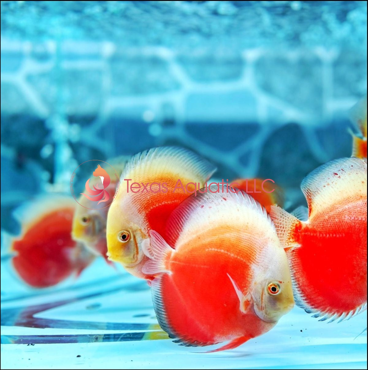 SNOW RED DISCUS
