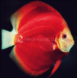 RED NINJA DISCUS