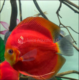 RED NINJA DISCUS