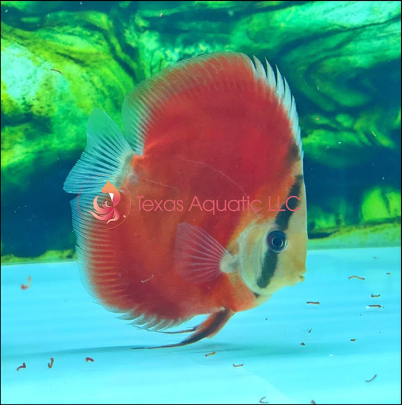 ROSE DISCUS