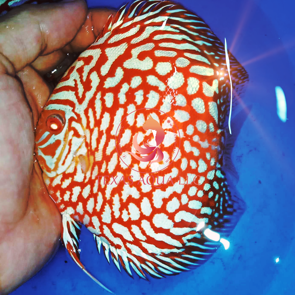 Ab Red AB RED JAGUAR – Texas Aqua LLC