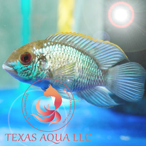 BLUE ACARA