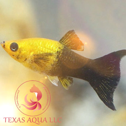 GOLD DUST PLATY