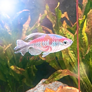 CONGO TETRA