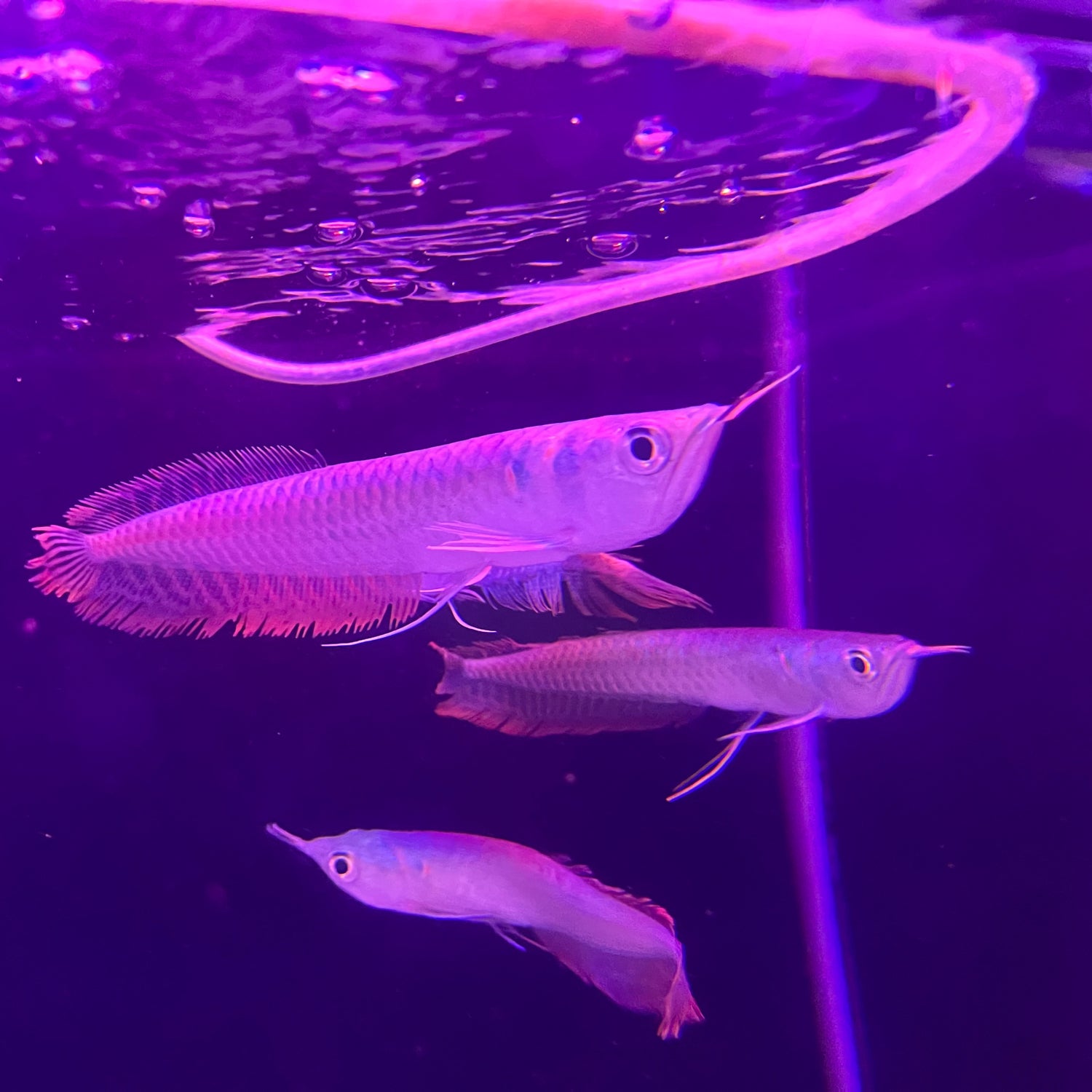 SILVER AROWANA