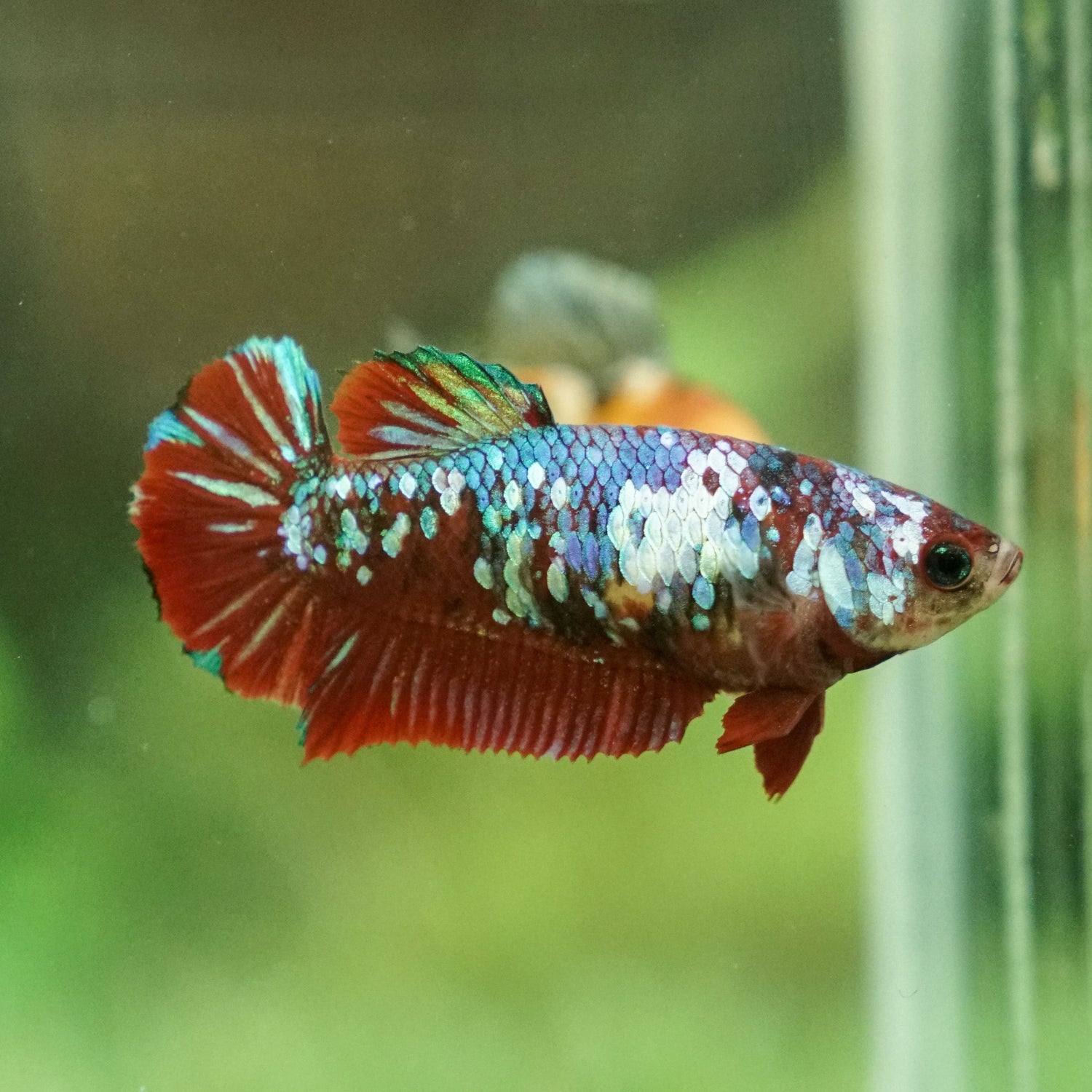 FEMALE BETTA