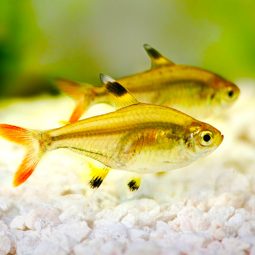X-RAY TETRA – Texas Aqua LLC