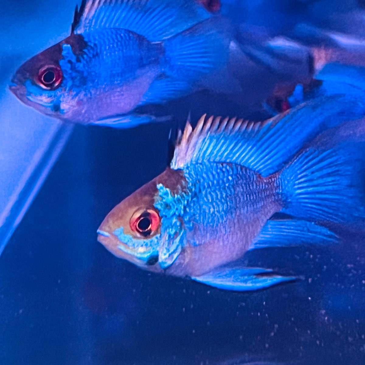 Electric Blue Rwm ELECTRIC BLUE RAM – Texas Aqua LLC