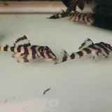 L129 FALSE ZEBRA