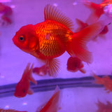 ORANDA