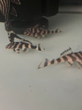L129 FALSE ZEBRA