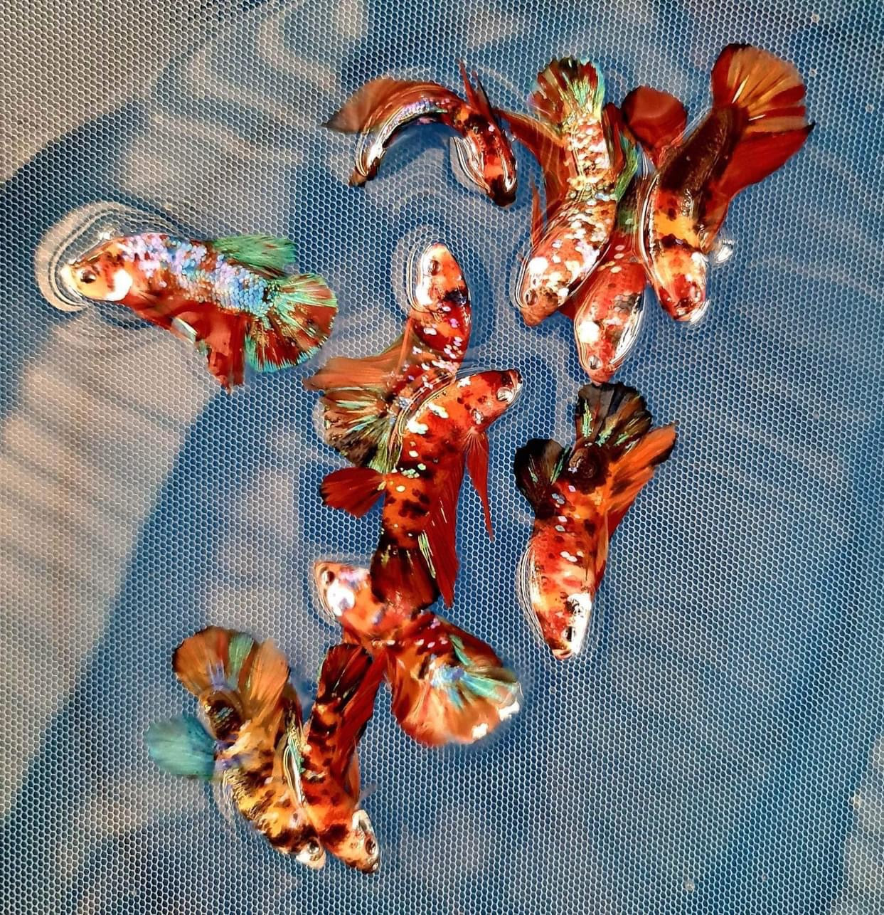 KOI GALAXY BETTA MALE