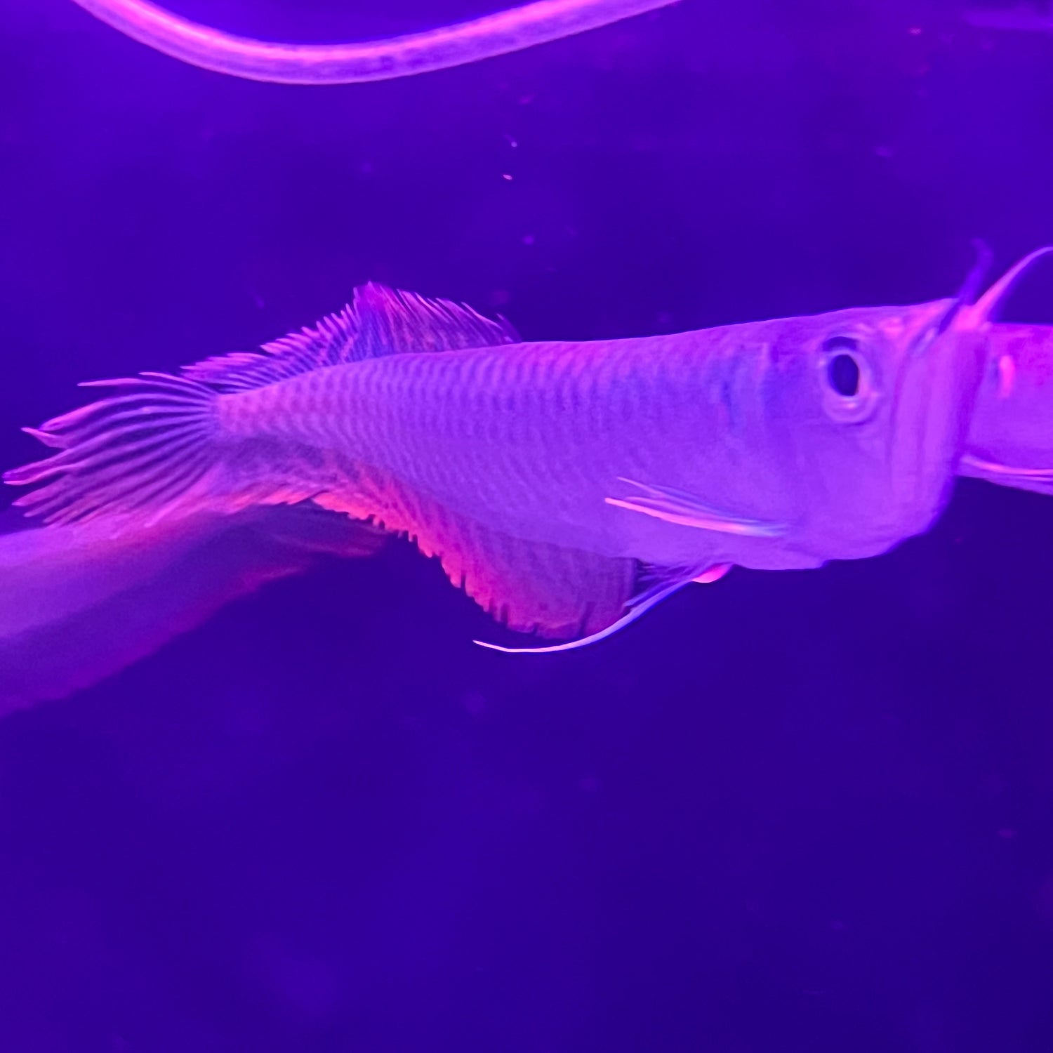 SILVER AROWANA