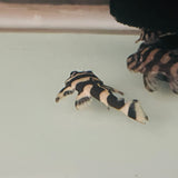 L129 FALSE ZEBRA