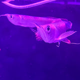 SILVER AROWANA