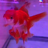 ORANDA