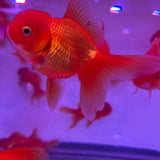 ORANDA