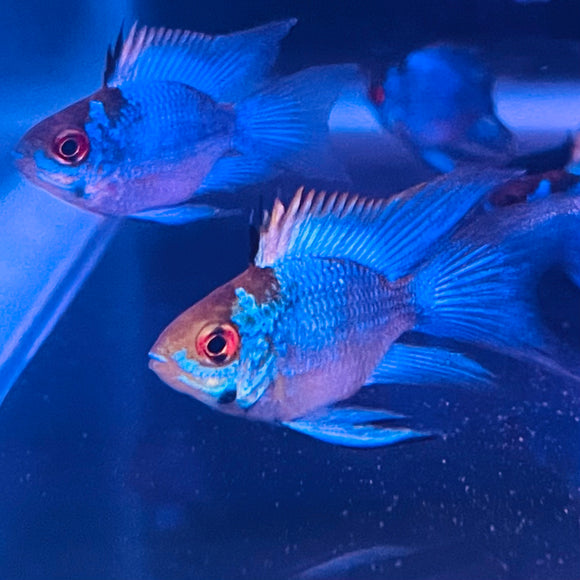 BLUE RAM L.FIN