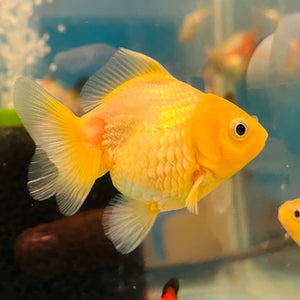 GOLD ORANDA