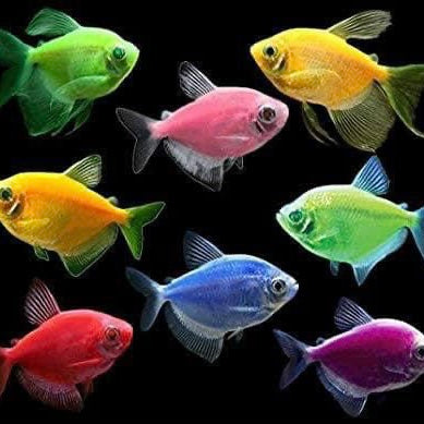 GLOFISH