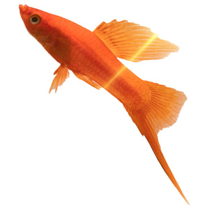 RED SWORD TAIL