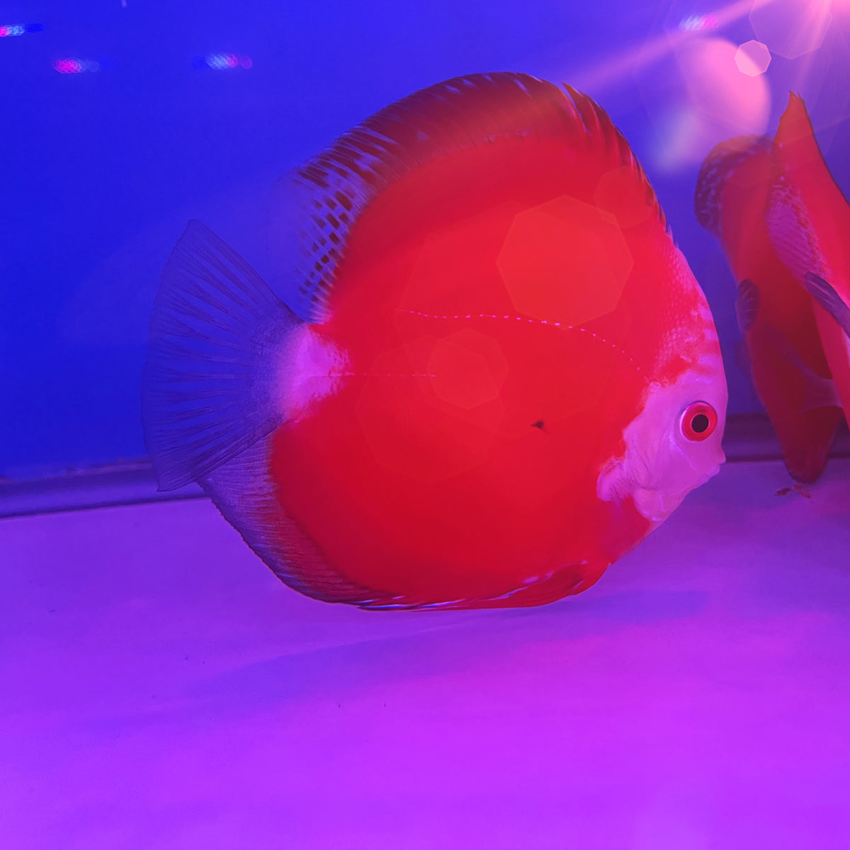 RED RAFFLESIA – Texas Aqua LLC