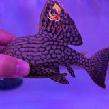 L330 PLECO