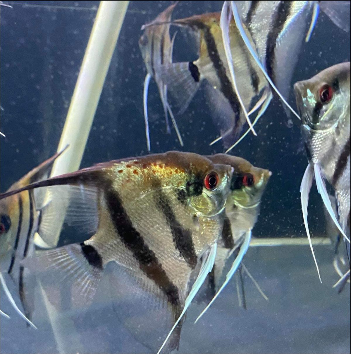 Angel Fish Poop