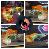 RED DRAGON RB