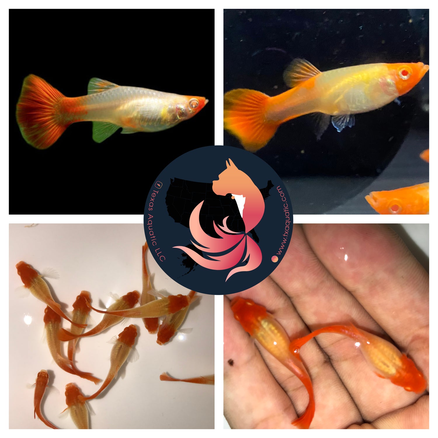 ALBINO RED KOI