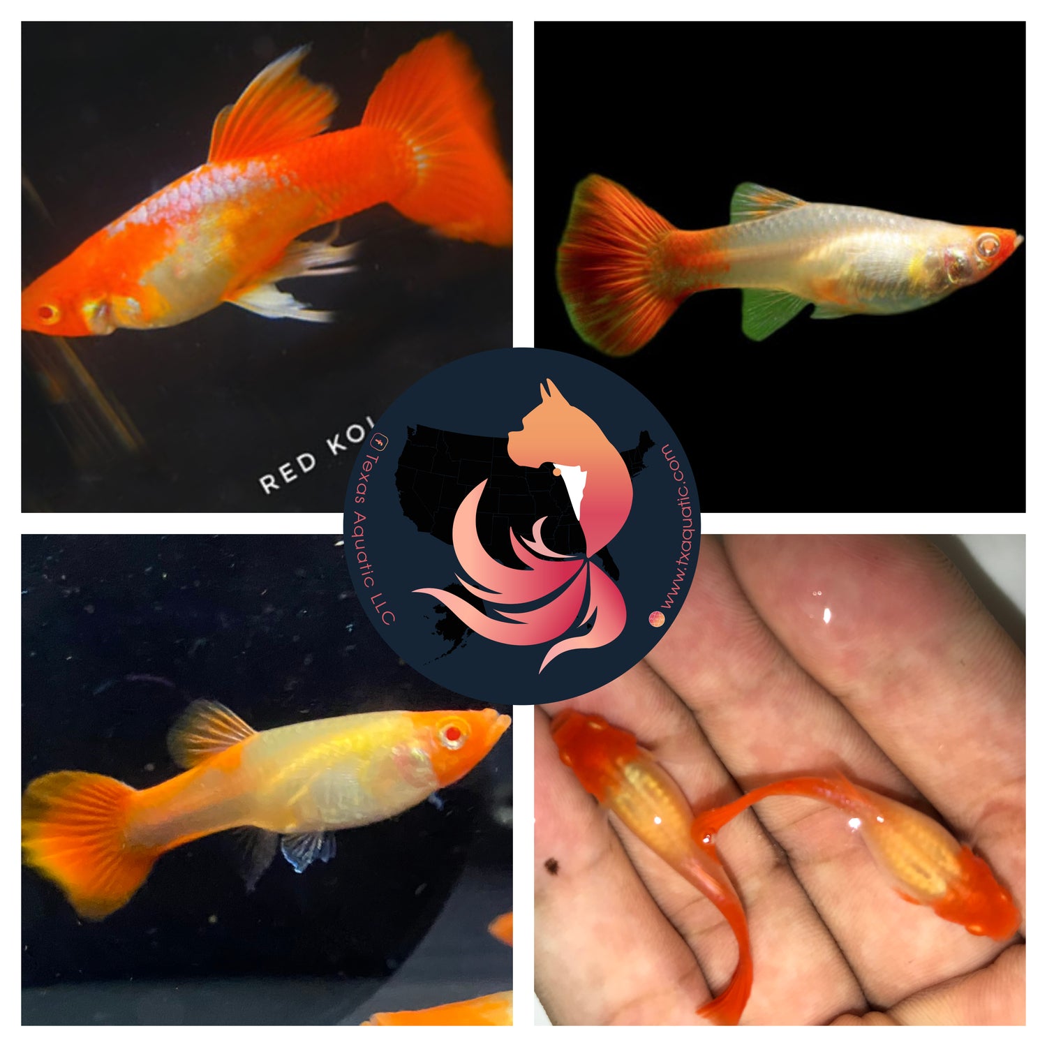 ALBINO RED KOI