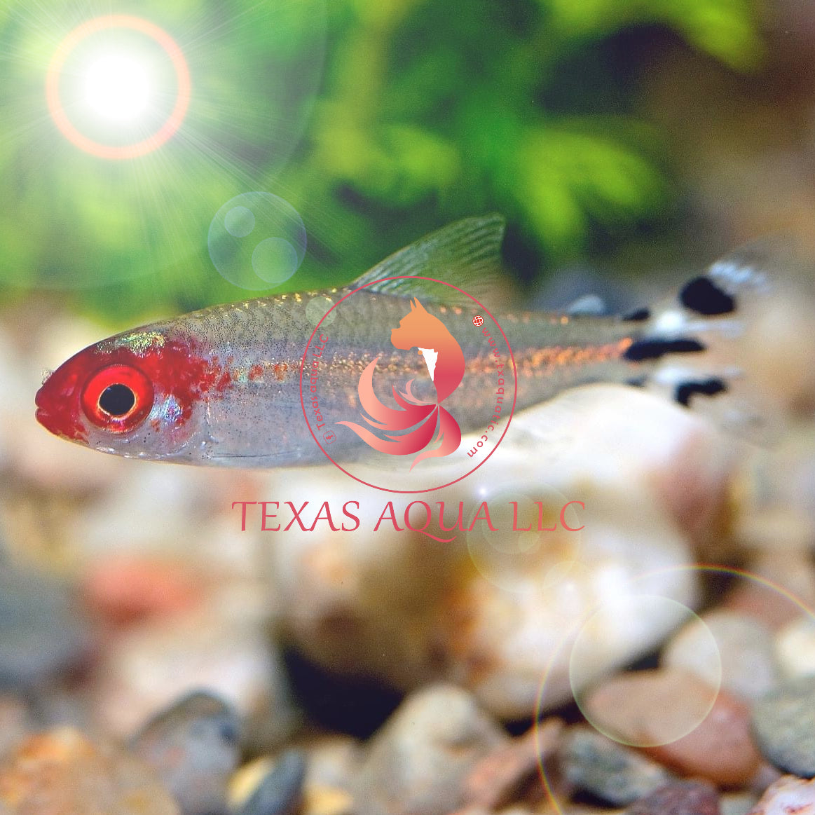 RUMMY NOSE TETRA