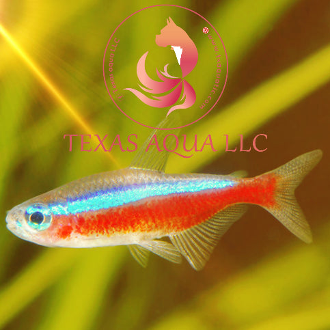 CARDINAL TETRA