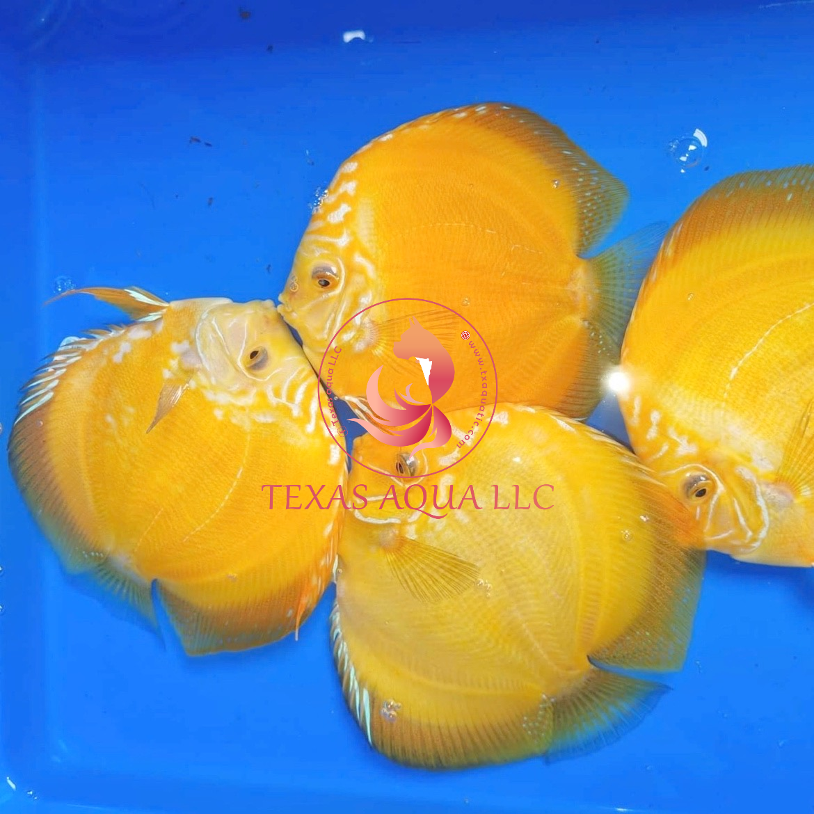 Yellow Rafflesia Discus Golden Yellow White Discus FishPlay