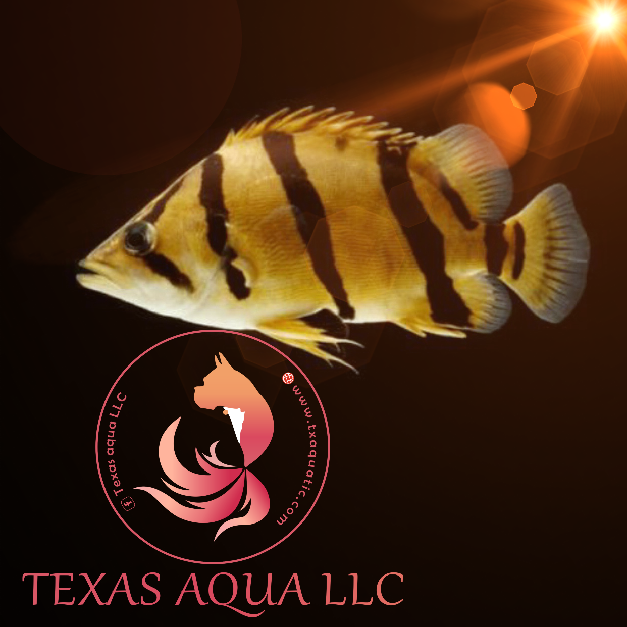 DATNOID TIGER – Texas Aqua LLC